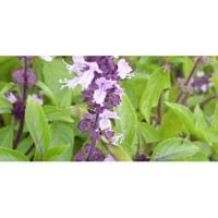 Basil cinnamon aromatic plant for potted kitchen