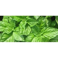 Basil mint aromatic plant for potted kitchen
