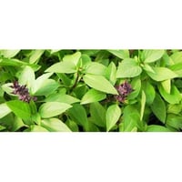Aromatische Pflanze Basilikum, Lakritze, für die Topfküche