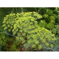 Dill aromatic plant for kitchen in pots