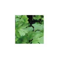Coriander aromatic plant for kitchen in pots