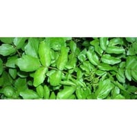 Watercress aromatic plant for kitchen in pots