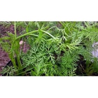 Cumin aromatic plant for kitchen in pots