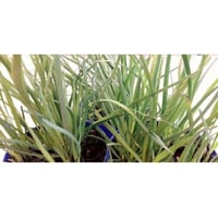 Herba aglina aromatic plant for kitchen in pots