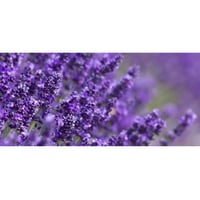Dwarf lavender aromatic potted plant
