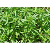Savory aromatic plant in pot for kitchen
