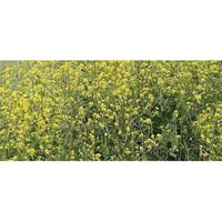 Mustard aromatic plant for kitchen in pots