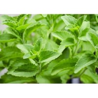 Planta aromática de stevia para cocina en maceta