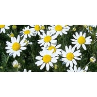 Chamomile aromatic plant for potted kitchen