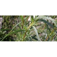 Tarragon aromatic plant for potted kitchen
