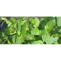 Glacial mint aromatic plant for potted kitchen