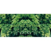Curly parsley aromatic plant for kitchen in pots