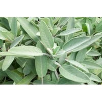 Salvia aromatic plant for kitchen in pots