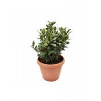Laurel aromatic plant for kitchen in pots