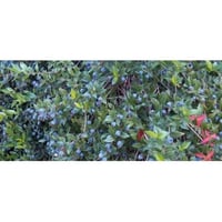Myrtle aromatic plant for kitchen in pots