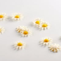 Dekoration mit weißen Gänseblümchen 300 Stück