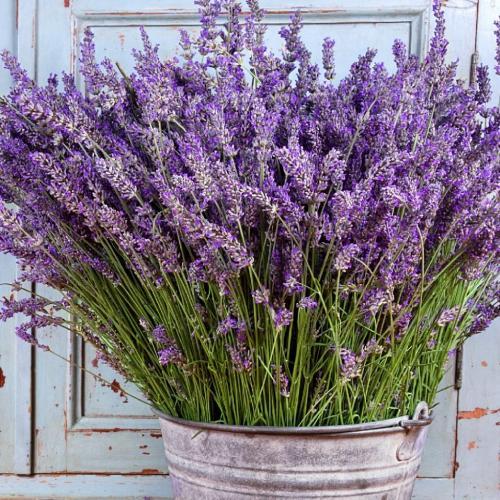 Planta aromática de lavanda em vaso