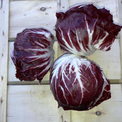 Chioggia: chicória vermelha redonda (3 kg)