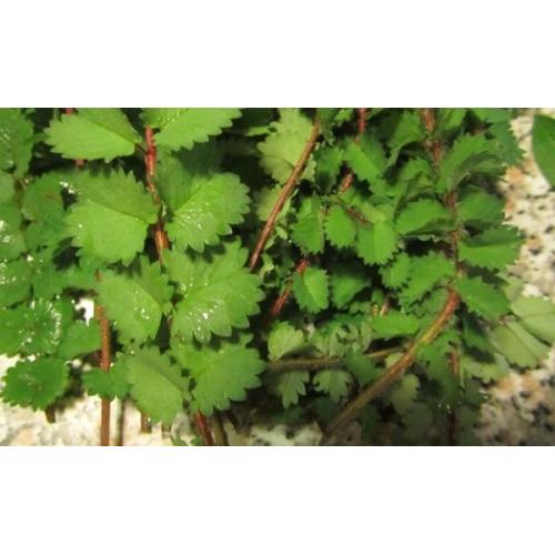 Planta aromática Pimpinella para cozinha em vasos