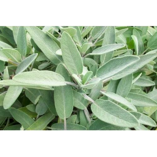 Salvia pianta aromatica per cucina in vaso