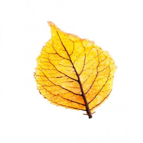 Autumnal Savory Decorative Leaf Wafer 30 pieces