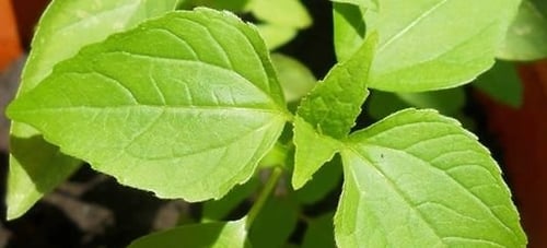 Planta aromática de manjericão vermelho para cozinha em vaso