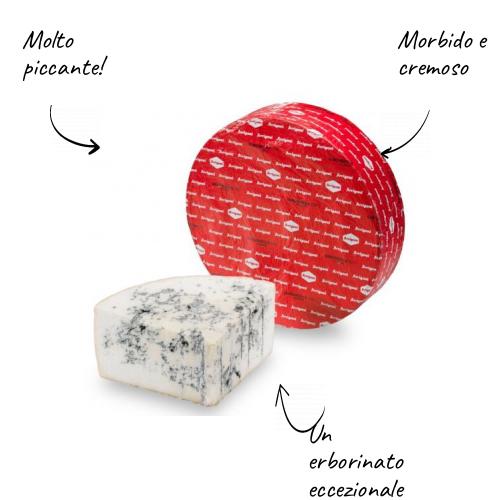 Gorgonzola DOP picante em forma inteira 12kg