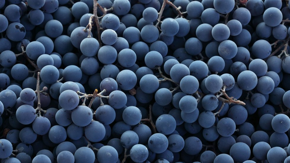 Do you know the Asprinio di Aversa grape variety? The Milano Wine Affair quiz