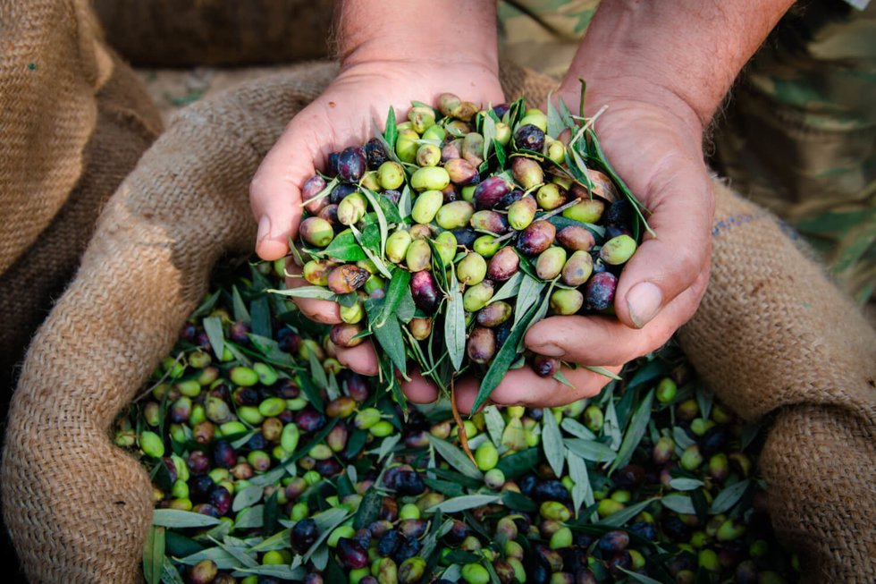 Olive taggiasche: il tocco autentico nel pesto alla genovese