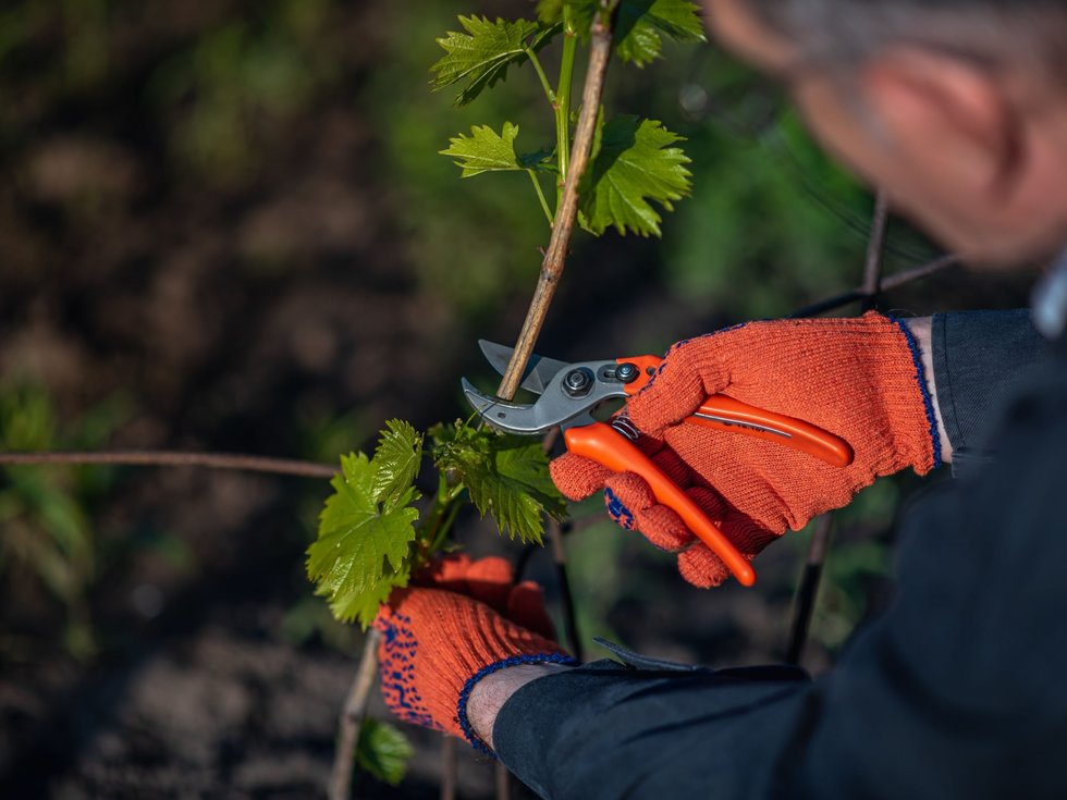 How can the waste from pruning vines be used?