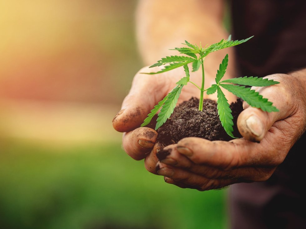 Industrial hemp: key to a more sustainable future?