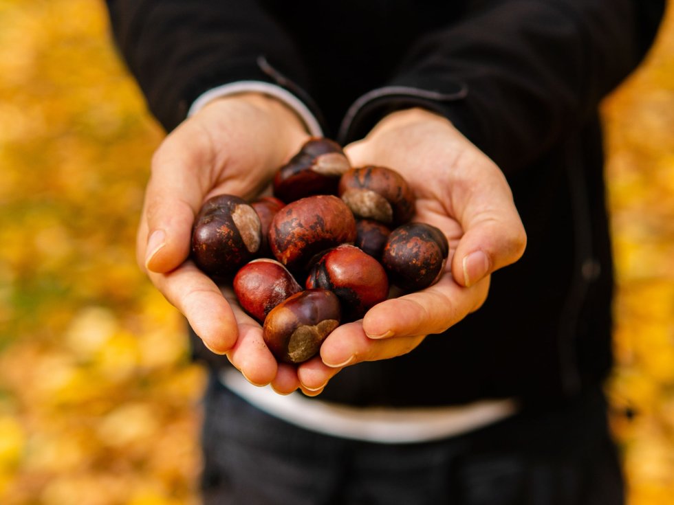 What are the secrets and hidden benefits of chestnuts?