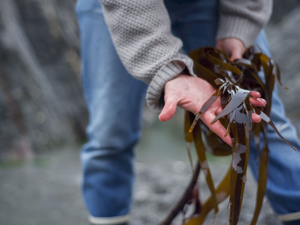 Did Europeans eat seaweed already in the Middle Ages?