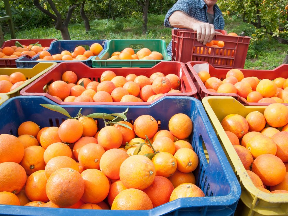 Sinaasappels: wat zijn de verschillen tussen tarot en navel?
