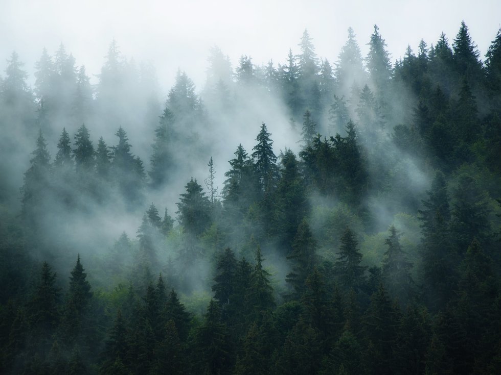 Forests: 4 studies that reveal their impact on environmental health