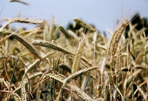 Grano di segale: storia, proprietà e benefici