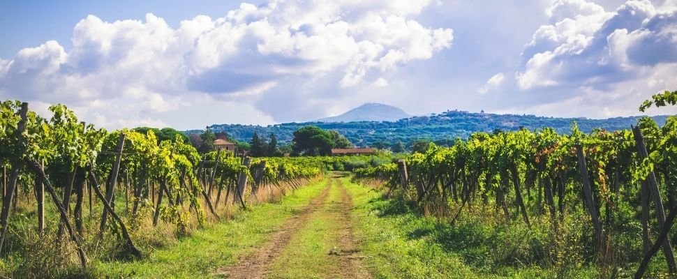 Vitigni autoctoni italiani: Cesanese del Piglio DOCG 2022 - Vinea Domini<span class='interesse_h2'>Contenuto</span>