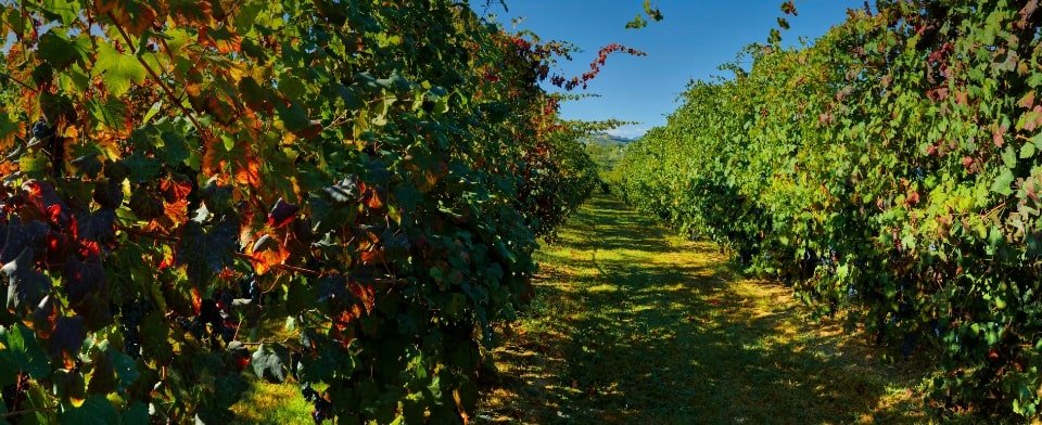 Lambrusco: storia di un vino italiano di successo