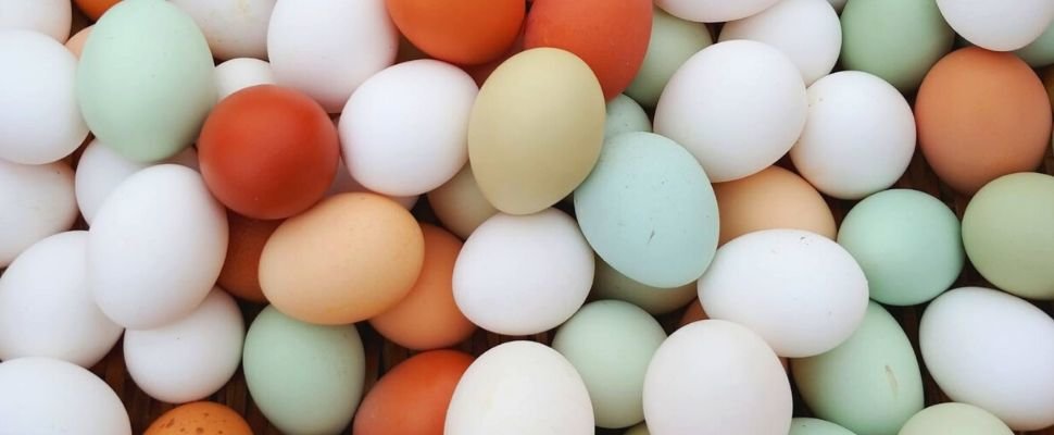 The Garda Egg Co.: scopri i prodotti