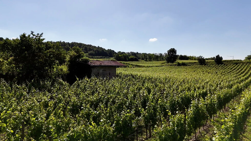 Ater Collis: scopri i prodotti