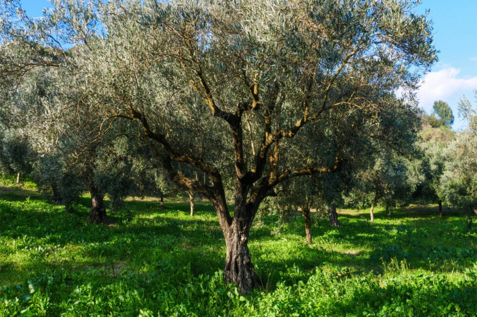 Terra Giordana: scopri i prodotti