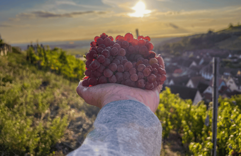 Domaine Vincent Spannagel: scopri i prodotti