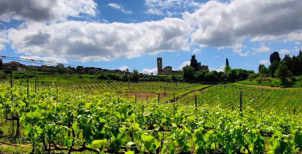 Pieve di Campoli: scopri i prodotti